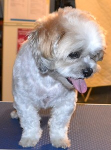 Moti is a Maltese x Shih Tzu pampered by Kylies Cat Grooming Services also all size dogs!