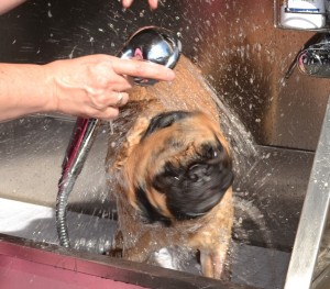 Mushu is a Pug that absolutely loved having a bath! and fur-rake was such a good dog!. Pampered by Kylies Cat Grooming Services also all size dogs!