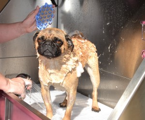 Mushu is a Pug that absolutely loved having a bath! and fur-rake was such a good dog!. Pampered by Kylies Cat Grooming Services also all size dogs!