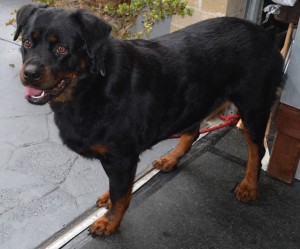 AFTER: Mynie is a Rottweiler that has been fur raked, bathed and blow dried. Nails clipped and ears cleaned. By Kylies Cat Grooming Services also all size dogs!