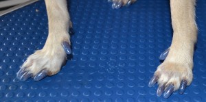 Paco is a chihuahua showcasing our Glitter Blue SoftPaw nails. Pampered by Kylies Cat Grooming Services also all size dogs