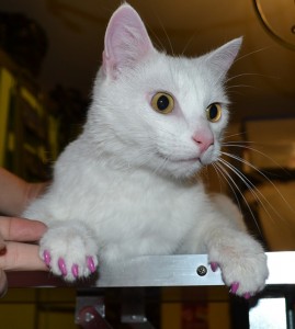 Snowball is a domestic white cat. Washed, blow-dryed nails trimmed with softpaw nails. Pampered by Kylies Cat Grooming Services also all size dogs!