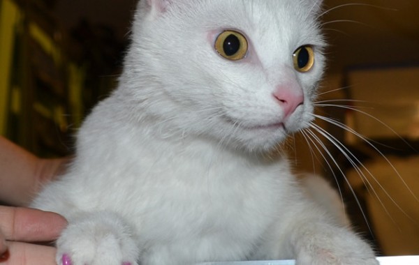 Snowball is a domestic white cat. Washed, blow-dryed nails trimmed with softpaw nails. Pampered by Kylies Cat Grooming Services also all size dogs!