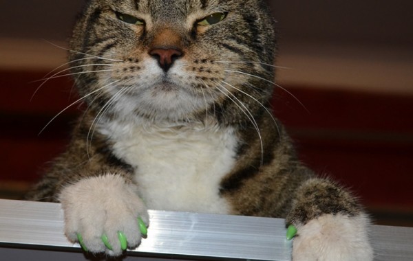 Tiger is a domestic tabby cat that has been fur raked, washed and blow dry, nails trimmed and wearing SoftPaw nails by Kylies Cat Grooming Services also all size dogs!