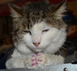 Tilly is a domestic medium haired tabby that has had a full grooming service and also wearing SoftPaw nails by Kylies Cat Grooming Services also all size dogs!