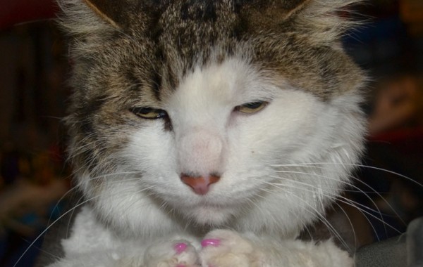 Tilly is a domestic medium haired tabby that has had a full grooming service and also wearing SoftPaw nails by Kylies Cat Grooming Services also all size dogs!