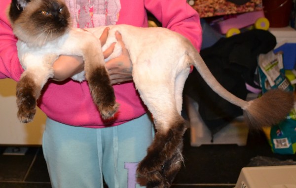 Sigan is a Seal Point Ragdoll pampered by Kylies Cat Grooming Services also all size dogs!
