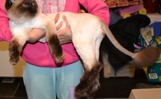 After: Sigan is a Seal Point Ragdoll pampered by Kylies Cat Grooming Services also all size dogs!