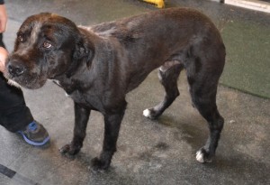 Bear is a Wolfhound Bullarab x Mastiff pampered by Kylies Cat Grooming Services also all size dogs