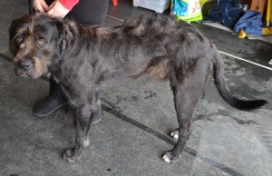 Bear is a Wolfhound Bullarab x Mastiff pampered by Kylies Cat Grooming Services also all size dogs