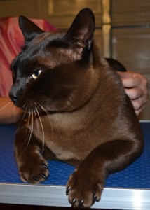 Brownie is a Burmese Cat sporting SoftPaw Nail Caps absolutely pampered by Kylies Cat Grooming Services also all size dogs. Protect your furniture now!