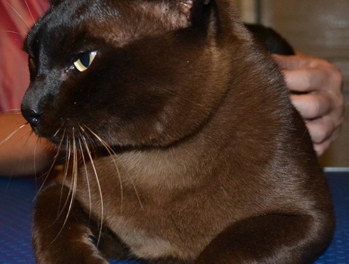 Brownie is a Burmese Cat sporting SoftPaw Nail Caps absolutely pampered by Kylies Cat Grooming Services also all size dogs. Protect your furniture now!