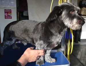 Bucks is a Scottish Terrier Cross pampered by Kylies Cat Grooming Services also all size dogs!