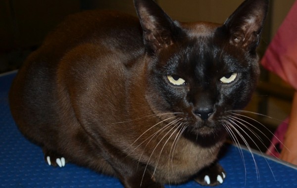 Chocolate is a Burmese Cat Sporting the stylish and furniture safe SoftPaw Nail Caps, pampered by Kylies Cat Grooming Services also all size dogs!
