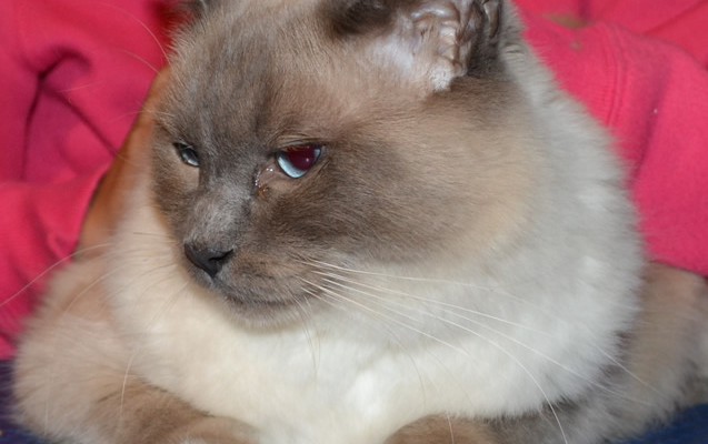 Romi is a Blue Point Ragdoll pampered by Kylies Cat Grooming Services also all size dog