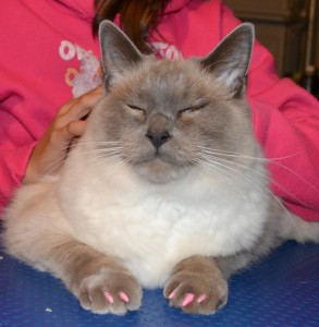 Romi is a Blue Point Ragdoll pampered by Kylies Cat Grooming Services also all size dog