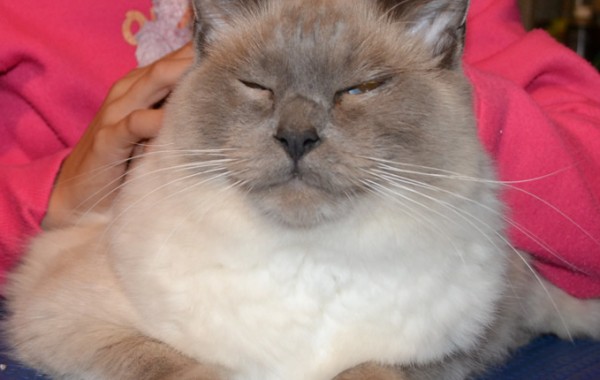 Romi is a Blue Point Ragdoll wearing the exclusive stylish SoftPaw Nails pampered by Kylies Cat Grooming Services also all size dog