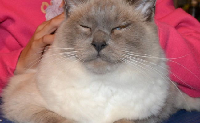 Romi is a Blue Point Ragdoll pampered by Kylies Cat Grooming Services also all size dog