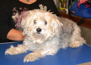 Jericho is a Maltese Terrier pampered by Kylies Cat Grooming Services also all size dogs!
