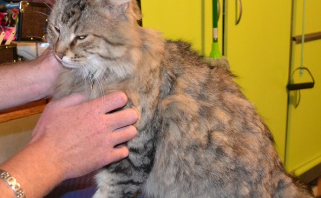 Jimmy is a medium length tabby cat pampered by Kylies Cat Grooming Services also all size dogs!