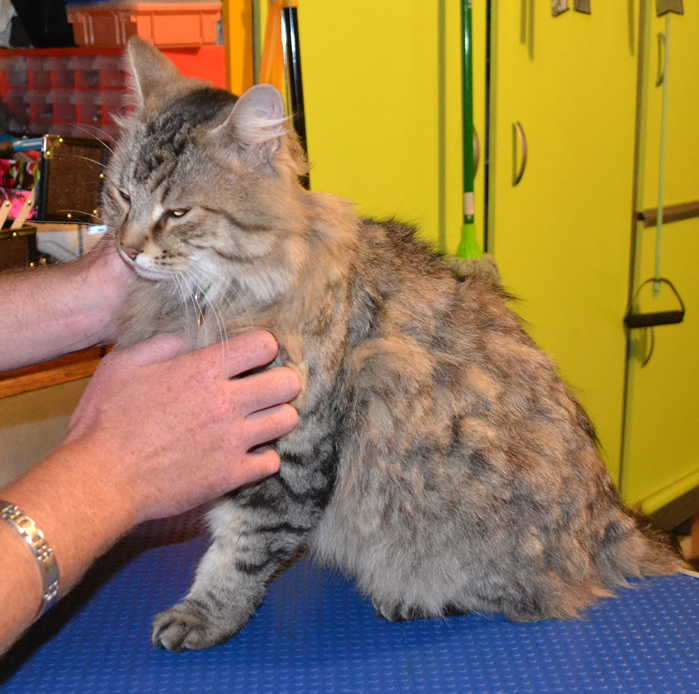 Jimmy is a medium length tabby cat pampered by Kylies Cat Grooming Services also all size dogs!