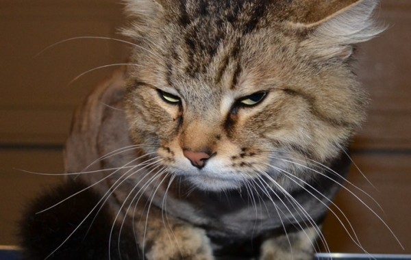 Jimmy is a medium length tabby cat pampered by Kylies Cat Grooming Services also all size dogs!