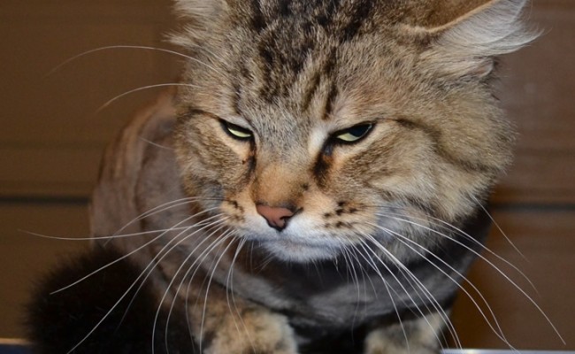 Jimmy is a medium length tabby cat pampered by Kylies Cat Grooming Services also all size dogs!