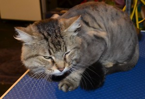 Jimmy is a medium length tabby cat pampered by Kylies Cat Grooming Services also all size dogs!