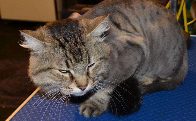 Jimmy is a medium length tabby cat pampered by Kylies Cat Grooming Services also all size dogs!