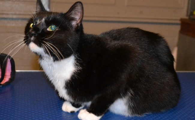 After: Kiki is a short haired domestic breed pampered by Kylies Cat Grooming Services also all size dogs!