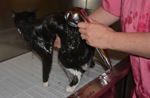 Bathtime: Kiki is a short haired domestic breed pampered by Kylies Cat Grooming Services also all size dogs!