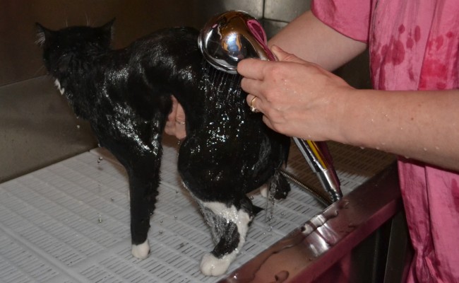 Bathtime: Kiki is a short haired domestic breed pampered by Kylies Cat Grooming Services also all size dogs!