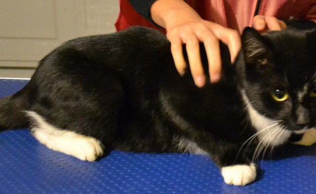 Before: Kiki is a short haired domestic breed pampered by Kylies Cat Grooming Services also all size dogs!