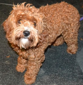 Layla is a Cavoodle pampered by Kylies Cat Grooming Services also all size dogs!