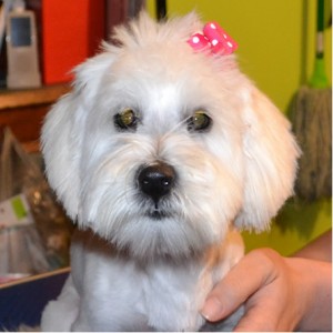 Layla is a 5 month old maltese terrier pampered by Kylies Cat Grooming Services also all size dogs!