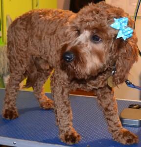 Lucky is a Cavoodle pampered by Kylies Cat Grooming Services also all size dogs!