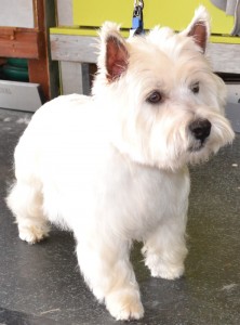 Mac is a West Highland Terrier pampers by Kylies Cat Grooming Services also all size dogs!