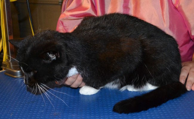 Mittens is a short haired domestic breed pampered by Kylies Cat Grooming Services also all size dogs
