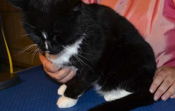 Mittens is a short haired domestic breed pampered by Kylies Cat Grooming Services also all size dogs