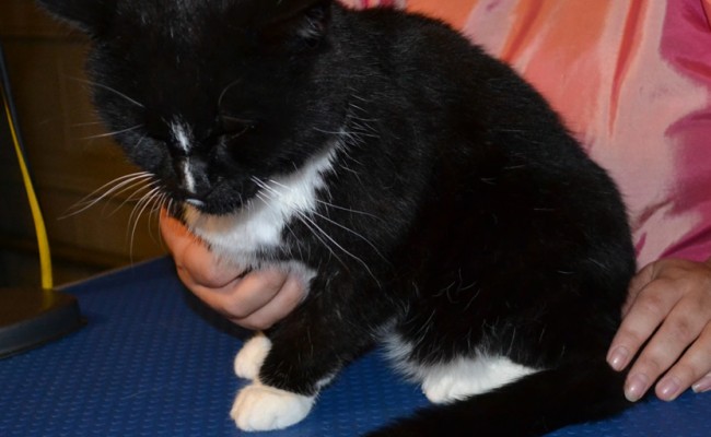 Mittens is a short haired domestic breed pampered by Kylies Cat Grooming Services also all size dogs