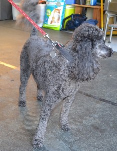 Nelson is a miniture poodle (Well not so miniture), pampered by Kylies Cat Grooming Services also all size dogs!
