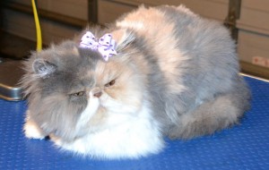 Phoenix is a 6 month old Persian pampered by Kylies Cat Grooming Services also all size dogs!