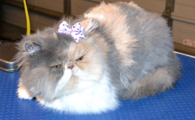 Phoenix is a 6 month old Persian pampered by Kylies Cat Grooming Services also all size dogs!