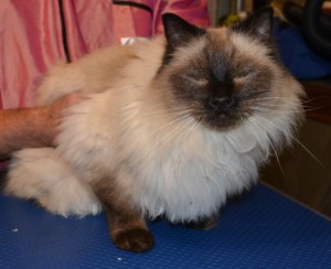 Sigan is a Seal Point Ragdoll pampered by Kylies Cat Grooming Services also all size dogs!