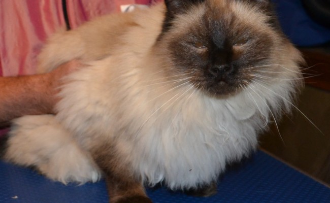 Before: Sigan is a Seal Point Ragdoll pampered by Kylies Cat Grooming Services also all size dogs!