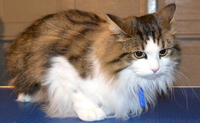 Brook is a Medium Hair Tabby breed pampered by Kylies Cat Grooming Services Also All Size Dogs