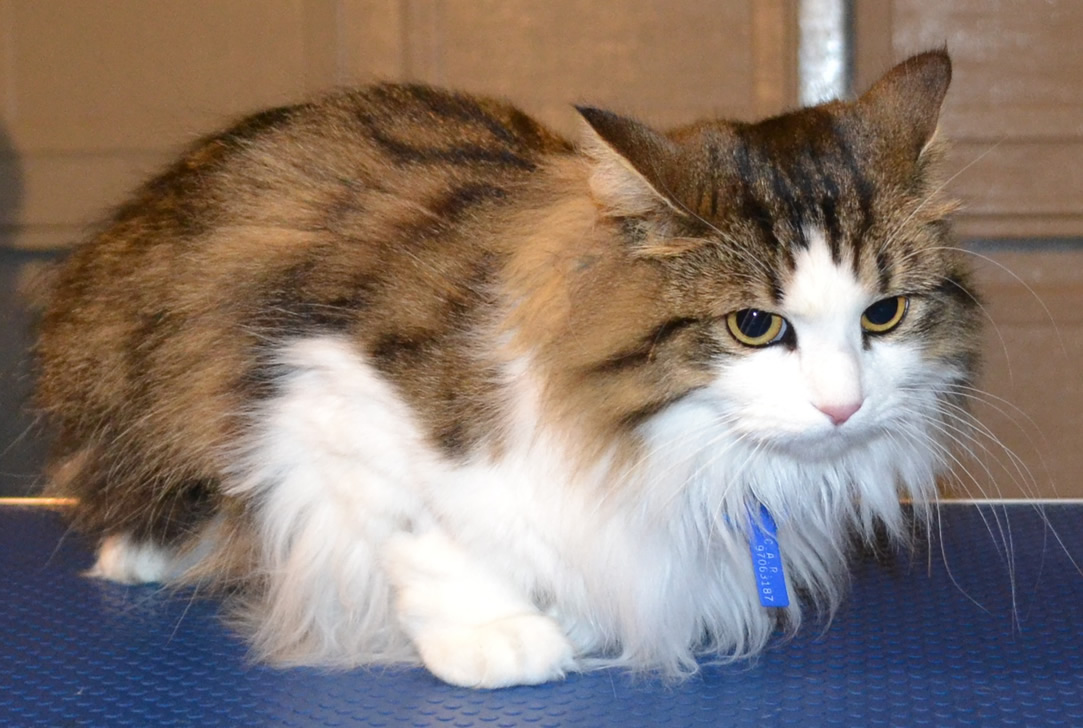 Brook is a Medium Hair Tabby breed pampered by Kylies Cat Grooming Services Also All Size Dogs