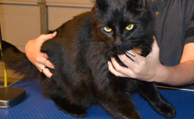 Before – Merzbow is a Mainecoon X Domestic breed pampered by Kylies Cat Grooming Services Also All Size Dogs