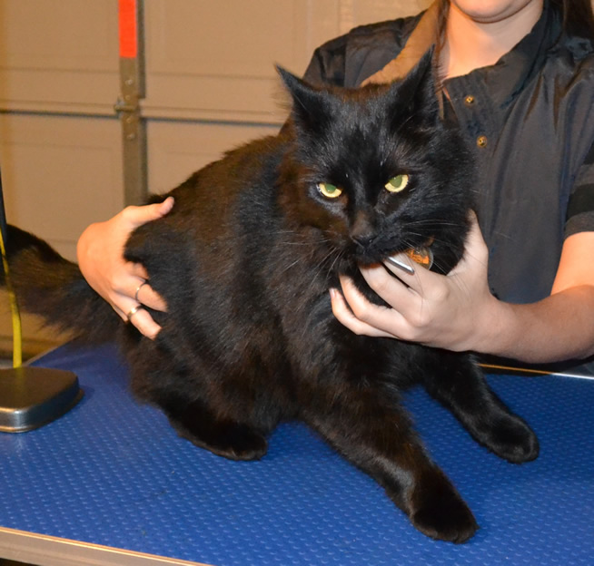 Before - Merzbow is a Mainecoon X Domestic breed pampered by Kylies Cat Grooming Services Also All Size Dogs