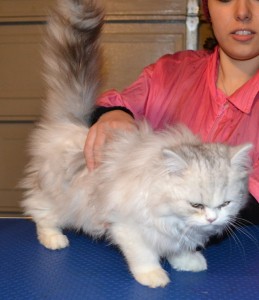 Before - Ruby is a 11 and half week old Persian Kitten. She came in for fur raking, nail clipping and wash n blowdry. Pampered by Kylies Cat Grooming Services Also All Size Dogs.